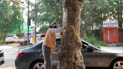 송파구 , 태풍 대비 가로수 일제 점검!…부패목 제거